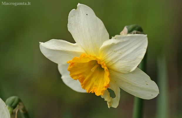 Nuostabusis narcizas - Narcissus × incomparabilis | Fotografijos autorius : Gintautas Steiblys | © Macrogamta.lt | Šis tinklapis priklauso bendruomenei kuri domisi makro fotografija ir fotografuoja gyvąjį makro pasaulį.