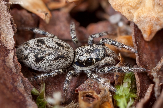 Kamieninis šokiavoris - Salticus cingulatus ♀ | Fotografijos autorius : Žilvinas Pūtys | © Macronature.eu | Macro photography web site