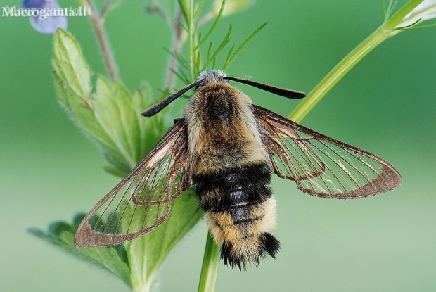 Narrow-bordered Bee Hawkmoth - Hemaris tityus  | Fotografijos autorius : Arūnas Eismantas | © Macronature.eu | Macro photography web site