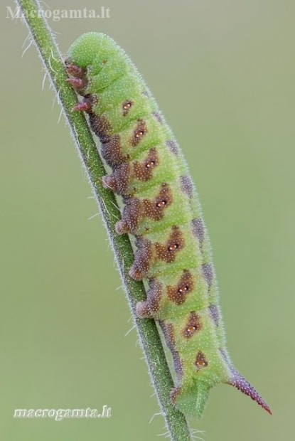 Narrow-bordered Bee Hawkmoth - Hemaris tityus, caterpillar | Fotografijos autorius : Arūnas Eismantas | © Macronature.eu | Macro photography web site