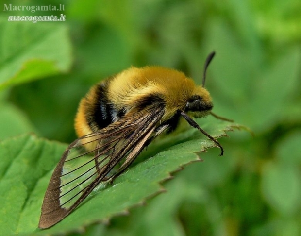 Narrow-bordered Bee Hawkmoth - Hemaris tityus | Fotografijos autorius : Deividas Makavičius | © Macronature.eu | Macro photography web site