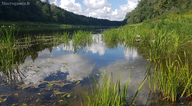 Nemunas prie Punios šilo | Fotografijos autorius : Gintautas Steiblys | © Macrogamta.lt | Šis tinklapis priklauso bendruomenei kuri domisi makro fotografija ir fotografuoja gyvąjį makro pasaulį.