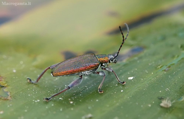 Spalvingoji donacija - Donacia versicolorea | Fotografijos autorius : Gintautas Steiblys | © Macrogamta.lt | Šis tinklapis priklauso bendruomenei kuri domisi makro fotografija ir fotografuoja gyvąjį makro pasaulį.