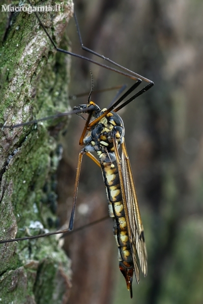 Nephrotoma pratensis | Fotografijos autorius : Gintautas Steiblys | © Macronature.eu | Macro photography web site