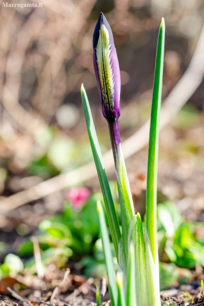 Netted iris | Iris reticulata | Fotografijos autorius : Darius Baužys | © Macronature.eu | Macro photography web site