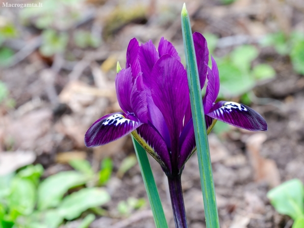 Netted iris, golden netted iris, dwarf iris | Iris reticulata | Fotografijos autorius : Darius Baužys | © Macronature.eu | Macro photography web site