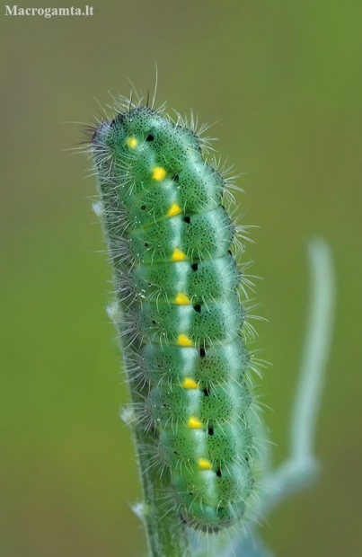 New Forest Burnet - Zygaena viciae, caterpillar | Fotografijos autorius : Gintautas Steiblys | © Macronature.eu | Macro photography web site