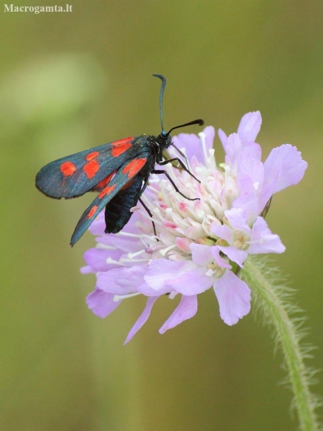 New Forest Burnet - Zygaena viciae | Fotografijos autorius : Vidas Brazauskas | © Macronature.eu | Macro photography web site