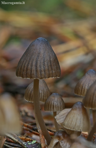 Nitrous Bonnet - Mycena leptocephala ? | Fotografijos autorius : Gintautas Steiblys | © Macronature.eu | Macro photography web site