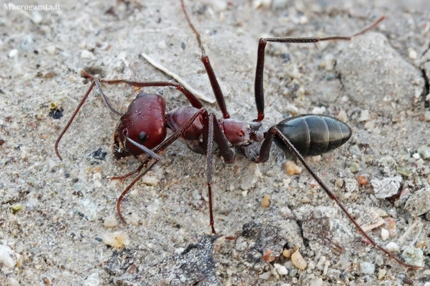 Nodal desert ant - Cataglyphis nodus | Fotografijos autorius : Gintautas Steiblys | © Macronature.eu | Macro photography web site