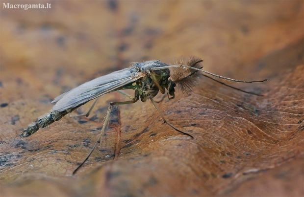 Non-biting midge - Chironomidae | Fotografijos autorius : Gintautas Steiblys | © Macronature.eu | Macro photography web site