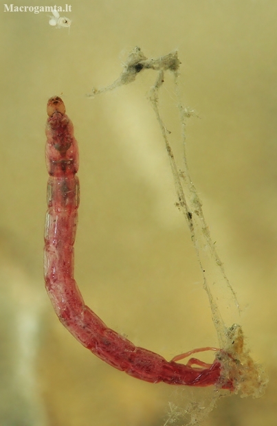Uodo trūklio - Chironomus sp. lerva | Fotografijos autorius : Gintautas Steiblys | © Macronature.eu | Macro photography web site
