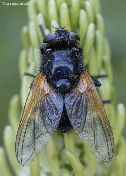 Noon Fly - Mesembrina meridiana ♀ | Fotografijos autorius : Žilvinas Pūtys | © Macronature.eu | Macro photography web site