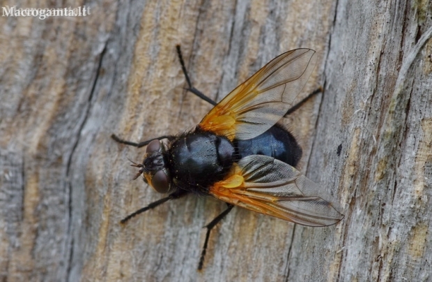 Noon Fly - Mesembrina meridiana  | Fotografijos autorius : Deividas Makavičius | © Macronature.eu | Macro photography web site