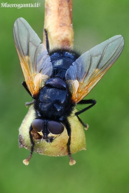 Noon Fly - Mesembrina meridiana  | Fotografijos autorius : Gintautas Steiblys | © Macronature.eu | Macro photography web site