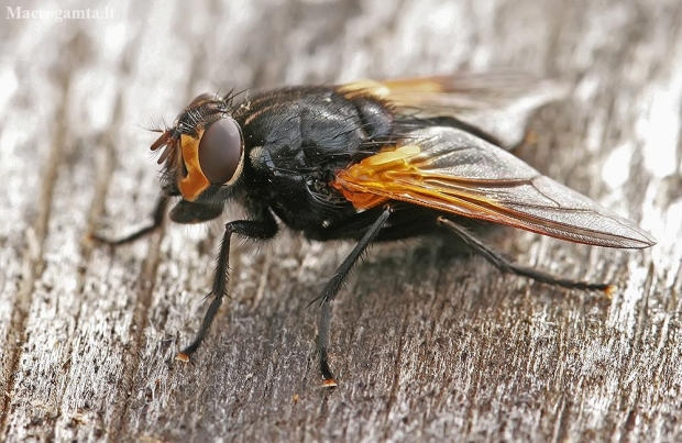 Noon Fly - Mesembrina meridiana | Fotografijos autorius : Gintautas Steiblys | © Macronature.eu | Macro photography web site