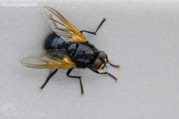 Noon Fly - Mesembrina meridiana | Fotografijos autorius : Darius Baužys | © Macronature.eu | Macro photography web site