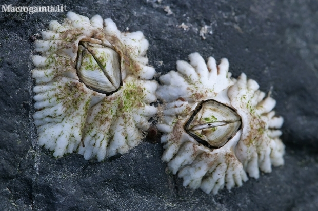 Northern acorn barnacle - Semibalanus balanoides | Fotografijos autorius : Gintautas Steiblys | © Macronature.eu | Macro photography web site