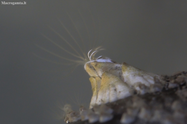 Northern acorn barnacle - Semibalanus balanoides | Fotografijos autorius : Gintautas Steiblys | © Macronature.eu | Macro photography web site