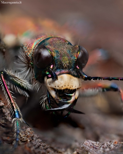 Northern dune tiger beetle - Cicindela hybrida | Fotografijos autorius : Mindaugas Leliunga | © Macronature.eu | Macro photography web site