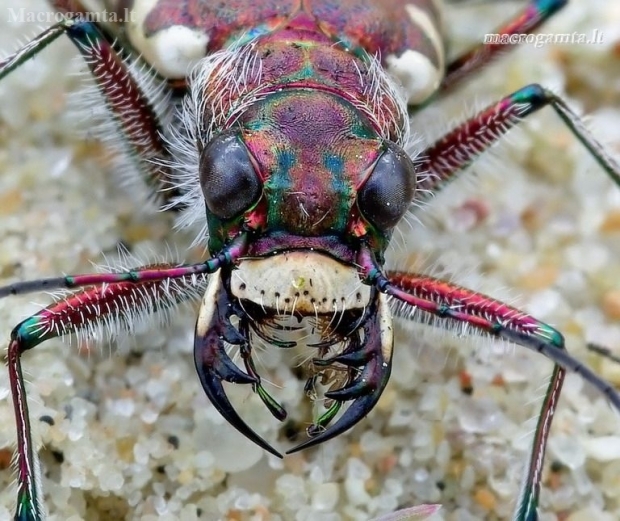 Northern dune tiger beetle - Cicindela hybrida | Fotografijos autorius : Romas Ferenca | © Macronature.eu | Macro photography web site