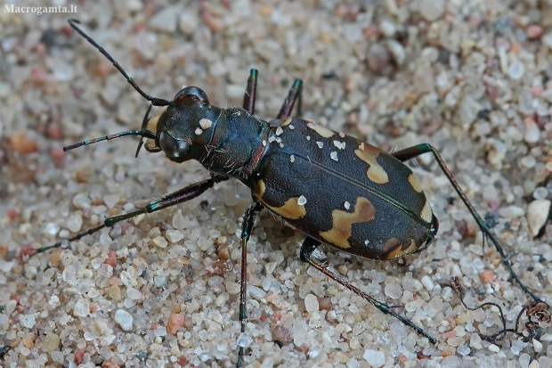 Northern dune tiger beetle - Cicindela hybrida | Fotografijos autorius : Gintautas Steiblys | © Macronature.eu | Macro photography web site