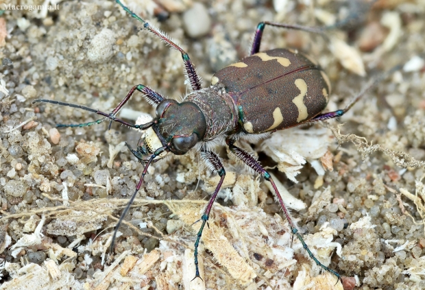Northern dune tiger beetle - Cicindela hybrida | Fotografijos autorius : Kazimieras Martinaitis | © Macronature.eu | Macro photography web site