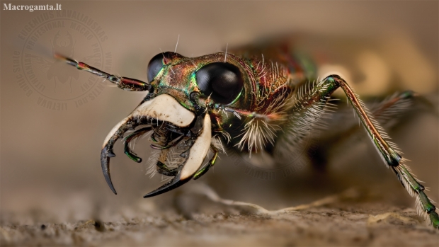 Northern dune tiger beetle - Cicindela hybrida | Fotografijos autorius : Eugenijus Kavaliauskas | © Macronature.eu | Macro photography web site