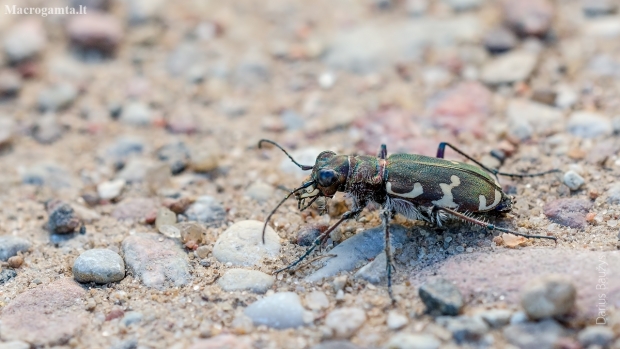 Northern dune tiger beetle | Fotografijos autorius : Darius Baužys | © Macronature.eu | Macro photography web site