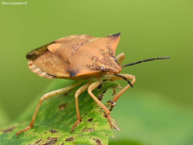 Northern fruit bug - Carpocoris fuscispinus | Fotografijos autorius : Vidas Brazauskas | © Macronature.eu | Macro photography web site