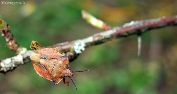 Northern fruit bug - Carpocoris fuscispinus | Fotografijos autorius : Žygimantas Obelevičius | © Macronature.eu | Macro photography web site