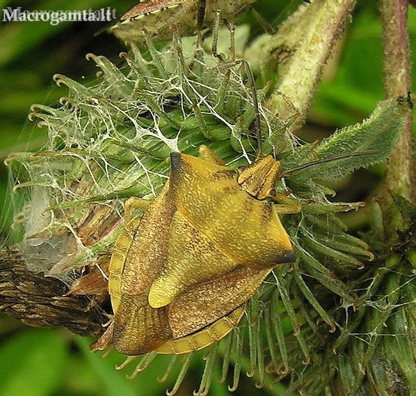 Northern fruit bug - Carpocoris fuscispinus | Fotografijos autorius : Algirdas Vilkas | © Macronature.eu | Macro photography web site