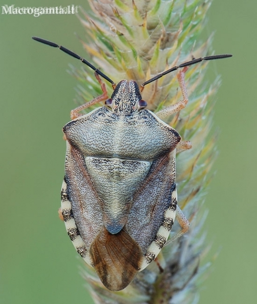 Northern fruit bug - Carpocoris fuscispinus | Fotografijos autorius : Arūnas Eismantas | © Macronature.eu | Macro photography web site