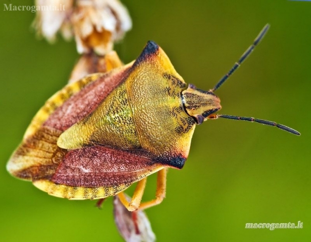 Northern fruit bug - Carpocoris fuscispinus | Fotografijos autorius : Lukas Jonaitis | © Macronature.eu | Macro photography web site