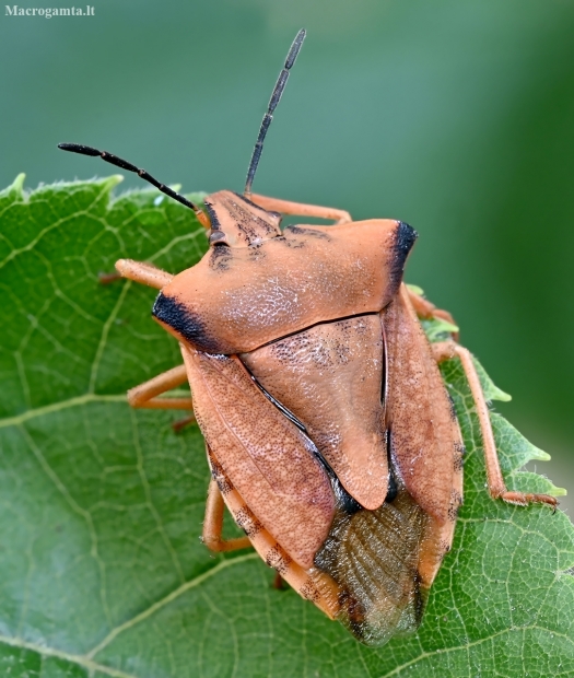 Northern fruit bug - Carpocoris fuscispinus | Fotografijos autorius : Kazimieras Martinaitis | © Macronature.eu | Macro photography web site