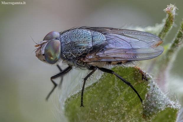 Nose fly - Rhyncomya peusi ♂ | Fotografijos autorius : Žilvinas Pūtys | © Macronature.eu | Macro photography web site