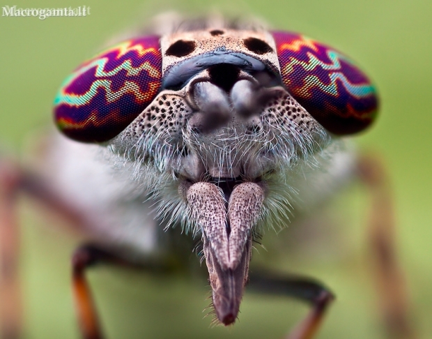 Paprastasis žabalis - Haematopota pluvialis (Portretas) | Fotografijos autorius : Lukas Jonaitis | © Macronature.eu | Macro photography web site