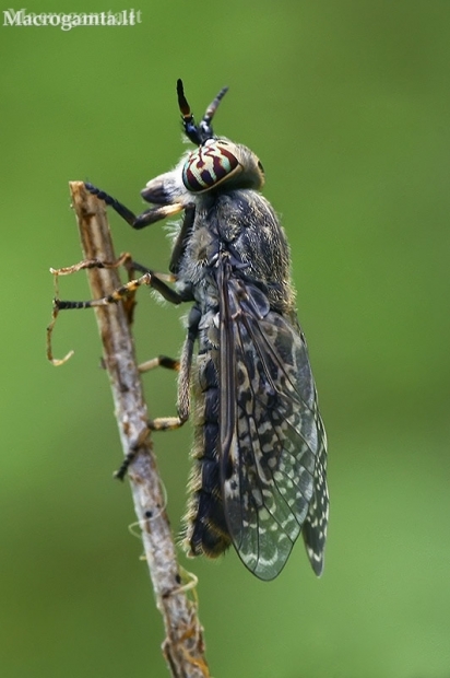 Paprastasis žabalis - Haematopota pluvialis  | Fotografijos autorius : Gintautas Steiblys | © Macronature.eu | Macro photography web site