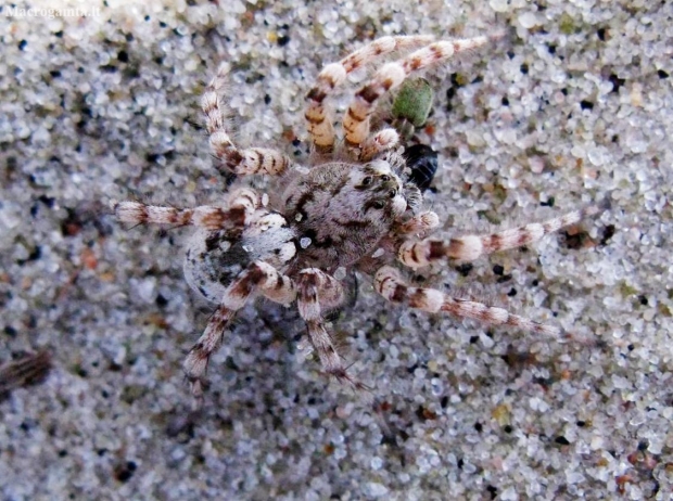 Nothern Bear-spider - Arctosa cinerea Fabricius, 1777 | Fotografijos autorius : Vitalii Alekseev | © Macronature.eu | Macro photography web site