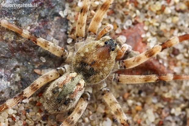 Nothern Bear-spider - Arctosa cinerea | Fotografijos autorius : Gintautas Steiblys | © Macronature.eu | Macro photography web site