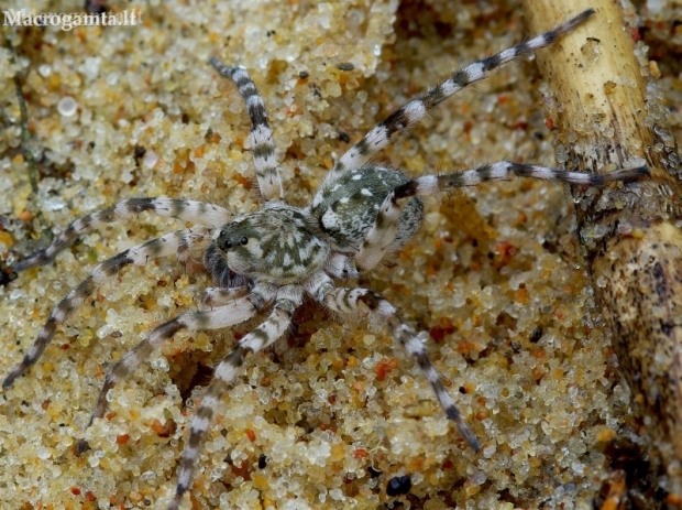 Nothern Bear-spider - Arctosa cinerea | Fotografijos autorius : Romas Ferenca | © Macronature.eu | Macro photography web site