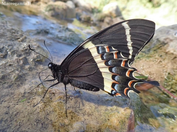 Nuostabusis machaonas - Papilio garams | Fotografijos autorius : Vitalij Drozdov | © Macrogamta.lt | Šis tinklapis priklauso bendruomenei kuri domisi makro fotografija ir fotografuoja gyvąjį makro pasaulį.