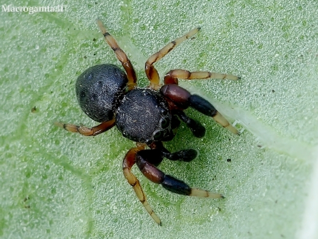 Oak jumping spider - Ballus chalybeius ♂ | Fotografijos autorius : Romas Ferenca | © Macronature.eu | Macro photography web site