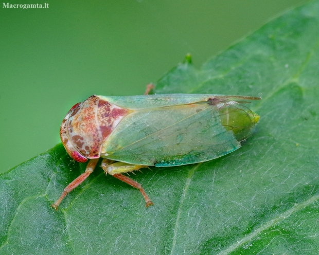 Oak leafhopper - Iassus lanio | Fotografijos autorius : Romas Ferenca | © Macronature.eu | Macro photography web site