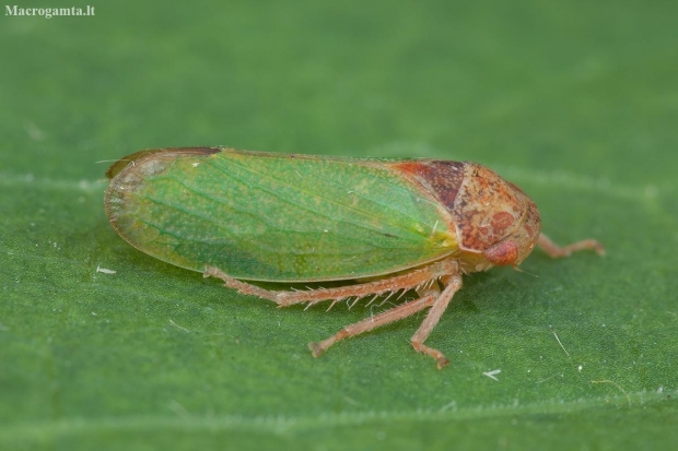 Oak leafhopper - Iassus lanio | Fotografijos autorius : Žilvinas Pūtys | © Macronature.eu | Macro photography web site