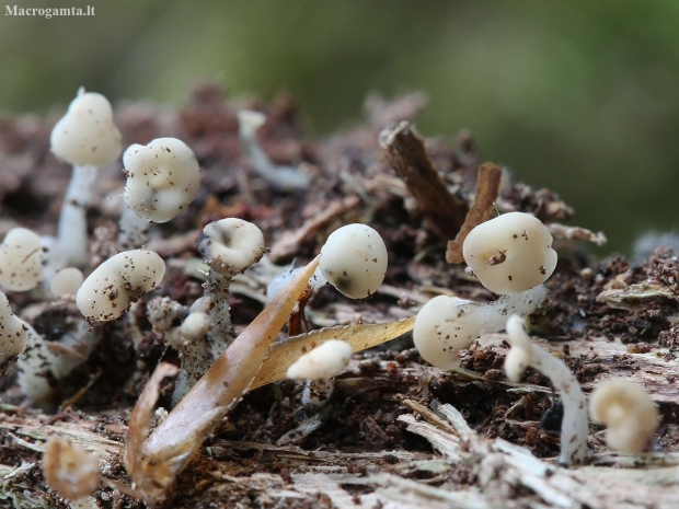 Mažoji grūstukė - Cudoniella acicularis | Fotografijos autorius : Vytautas Gluoksnis | © Macronature.eu | Macro photography web site