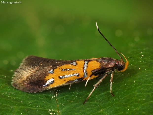 Oak-Bark Mulch Moth - Schiffermuelleria schaefferella | Fotografijos autorius : Vidas Brazauskas | © Macronature.eu | Macro photography web site