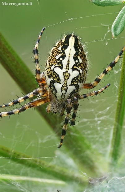 Oakleaf orbweaver - Aculepeira ceropegia | Fotografijos autorius : Gintautas Steiblys | © Macronature.eu | Macro photography web site