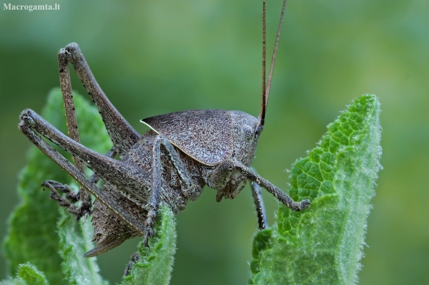 Ocellated tonged bush-cricket - Drymadusa dorsalis, nymph | Fotografijos autorius : Gintautas Steiblys | © Macronature.eu | Macro photography web site
