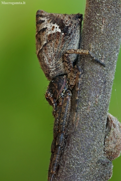 Octopus spider - Tmarus piger | Fotografijos autorius : Gintautas Steiblys | © Macronature.eu | Macro photography web site